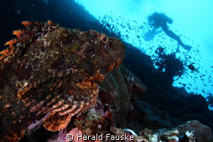 Scorpionfish studying som strange fishes :) by Harald Fauske 